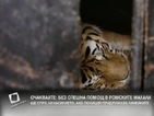 Обсъждат сигурността в столичния зоопарк заради избягалия тигър