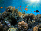 Затоплянето избелва коралите