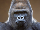 Първата горила, родена в зоопарк, стана на 58