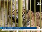 Край на бягствата на опасни животни, обещават от столичния зоопарк