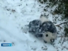 Панда в зоопарка във Вашингтон видя за пръв път сняг