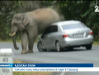 Ядосан слон изпочупи няколко автомобила в парк в Тайланд