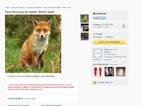 Потребител търси лисица, с която да споделя времето си