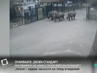 Три носорога се измъкнаха от клетките си в зоопарк в Израел