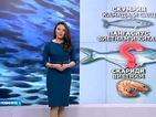 България внася 35-40 хил. тона риба годишно