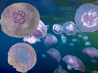 Медузите усещат океанските течения