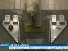 Бяла мечка се качи в метрото в Лондон