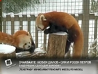 Червените панди в зоопарка в Ню Йорк се радват на снега