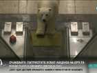Бяла мечка се повози в метрото в Лондон