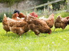 Откриха домашни кокошки с птичи грип в Бургаско