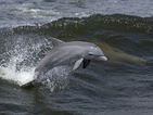 Делфин скочи в лодка
