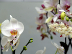 Красотата на орхидеите