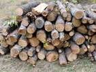 Търговци на дървесина отново скачат срещу забраната за износ