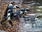 Учени изследват защо пингвините се клатушкат(ВИДЕО)