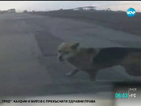 „Моята новина”: Свирепи кучета нападат коли