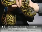 Опасни отровни змии в центъра на София