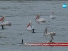 Какво причини смъртта на пеликаните в „Сребърна”?