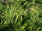 Откриха марихуана за 1.5 млн. евро в български микробус в Италия