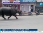 Разярен носорог уби жена и рани шестима души в Непал