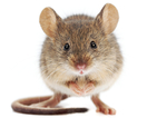 Мъжките мишки ухажват женските с песни