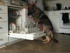 Куче, което не се страхува от домакинската работа
