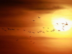 Учени проследиха най-дългата презокеанска миграция на птиците
