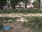 Нови дръвчета в опустошения парк на Вършец