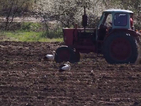 Щъркели се нахраниха в прясно разорана нива край Варна