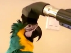 Правят прическа на папагал с… прахосмукачка