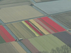 Цветен килим покри Холандия