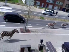 Три зебри…се разходиха по улиците на Брюксел