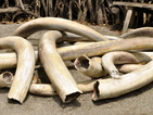 Откраднаха 300 кг слонова кост от съдебна зала в Габон
