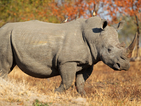 Последният мъжки бял носорог денонощно под охрана