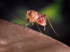 Комарите хапят според гените ни