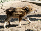 Глиганчето Найден – най-малкият обитател на старозагорския зоопарк