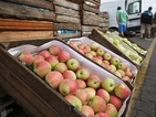 Германия изнася с 50% по-малко плодове и зеленчуци в Русия
