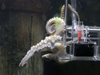 Дружелюбен октопод снима туристи