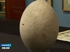 Продават на търг гигантско яйце на изчезнала птица