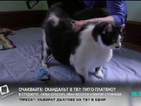 Котка с наднормено тегло набира слава в САЩ