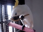От Vbox7: Папагали хапват от лъжица