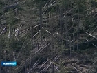 50 години нужни, за да се възстановят горите в Родопите след тази зима