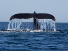 В най-южната част на Чили откриха над 20 загинали кита