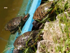Водни костенурки са атракцията в морската градина във Варна