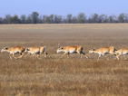 Масово измиране на антилопи сайга в Казахстан