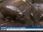 Рядък вид хипопотам се роди в зоопарка в Мелбърн