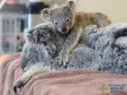 Бебе коала не се отдели от майка си по време на операция