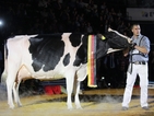 Лейди Гага – "Мис Германия" сред кравите