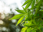 Болни искат легализирането на марихуаната за медицински цели