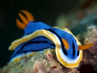 Откриха нови животински видове в морето край Филипините