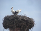 Предпазители по електропреносната мрежа ще пазят редките птици в „Странджа”